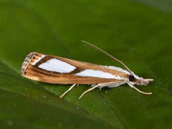 Catoptria permutatellus H.-S. adulte - ©Philippe Mothiron