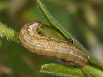  Chenille de Hadena perplexa D. & S. - ©Philippe Mothiron