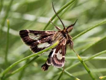 Muhabbet Kemal, On the Pyralidae of South East Turkey