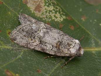 Stilbia philopalis Grasl. adulte - Lionel Taurand