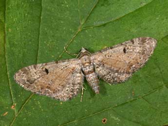 Eupithecia pimpinellata Hb. adulte - ©Philippe Mothiron