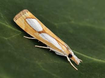 Catoptria pinella L. adulte - Lionel Taurand