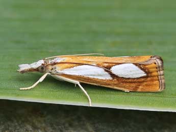 Catoptria pinella L. adulte - ©Lionel Taurand