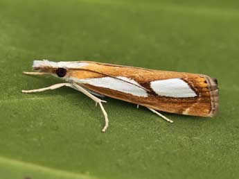 Catoptria pinella L. adulte - Lionel Taurand