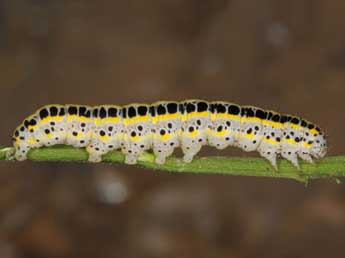  Chenille de Calophasia platyptera Esp. - Wolfgang Wagner, www.pyrgus.de