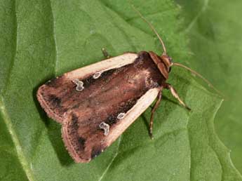 Ochropleura plecta L. adulte - ©Philippe Mothiron