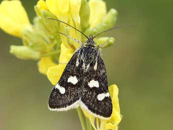 Eurrhypis pollinalis D. & S. adulte - ©Lionel Taurand