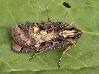 Opigena polygona D. & S. adulte - Lionel Taurand