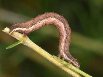  Chenille de Costaconvexa polygrammata Bkh. - ©Philippe Mothiron