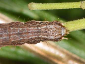  Chenille de Costaconvexa polygrammata Bkh. - Philippe Mothiron