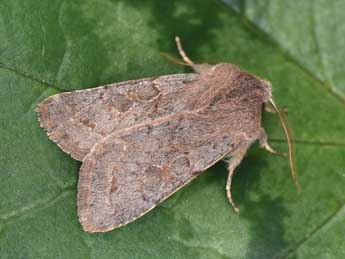 Orthosia populeti F. adulte - Philippe Mothiron