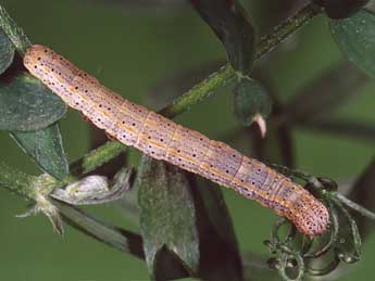  Chenille de Lygephila procax Hb. - Kimmo Silvonen