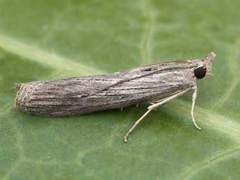 Epischnia prodromella Hb. adulte - Lionel Taurand