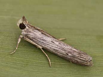 Epischnia prodromella Hb. adulte - ©Lionel Taurand