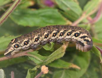  Chenille de Proserpinus proserpina Pall. - ©Philippe Mothiron