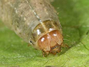  Chenille de Lasionhada proxima Hb. - ©Philippe Mothiron