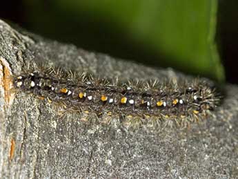  Chenille de Manulea pseudocomplana Danl. - ©Sonia Richaud