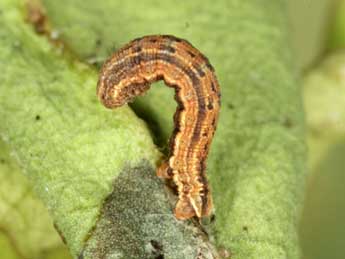  Chenille de Crocota pseudotinctaria Lrt - Heiner Ziegler