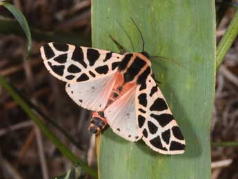 Cymbalophora pudica Esp. adulte - ©Philippe Mothiron