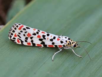 Utetheisa pulchella L. adulte - ©Lionel Taurand