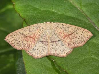 Cyclophora punctaria L. adulte - ©Philippe Mothiron