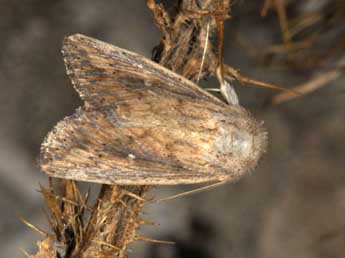 Leucania punctosa Tr. adulte - Wolfgang Wagner, www.pyrgus.de