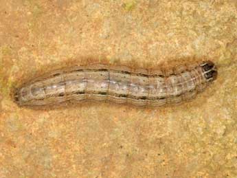  Chenille de Leucania punctosa Tr. - ©Wolfgang Wagner, www.pyrgus.de