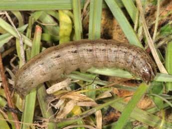  Chenille de Leucania punctosa Tr. - Wolfgang Wagner, www.pyrgus.de