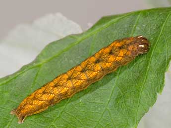  Chenille de Paradiarsia punicea Hb. - ©Kimmo Silvonen