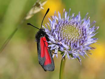 Zygaena purpuralis Brnn. adulte - Lionel Taurand