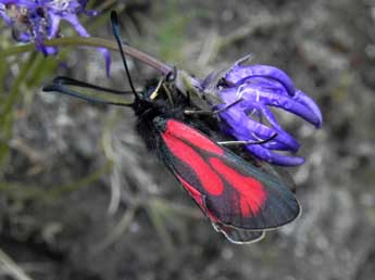 Zygaena purpuralis Brnn. adulte - Philippe Mothiron