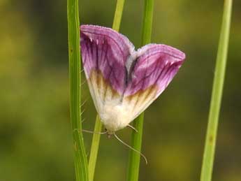 Eublemma purpurina D. & S. adulte - ©Jean-Pierre Lamoline