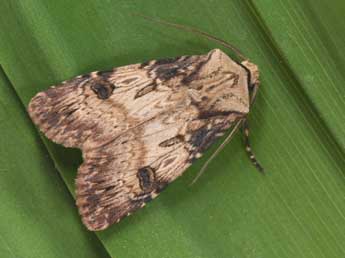 Agrotis puta Hb. adulte - ©Philippe Mothiron