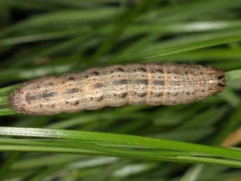  Chenille de Leucania putrescens Hb. - Wolfgang Wagner, www.pyrgus.de