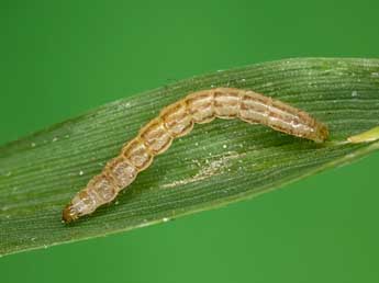  Chenille de Denticucullus pygmina Hw. - Kimmo Silvonen