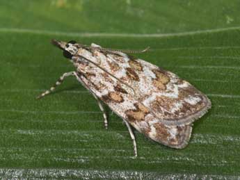 Scoparia pyralella D. & S. adulte - Philippe Mothiron