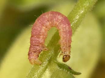  Chenille de Eupithecia pyreneata Mab. - Philippe Mothiron