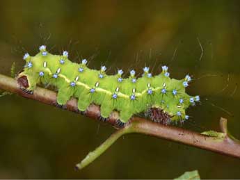  Chenille de Saturnia pyri D. & S. - ©Philippe Mothiron