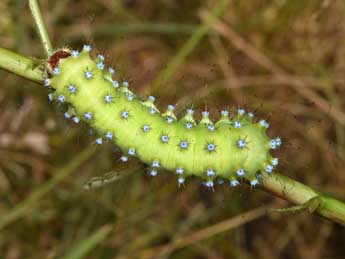  Chenille de Saturnia pyri D. & S. - ©Philippe Mothiron