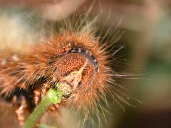  Chenille de Lasiocampa quercus L. - Philippe Mothiron