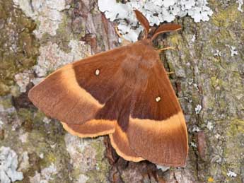 Lasiocampa quercus L. adulte - Philippe Mothiron