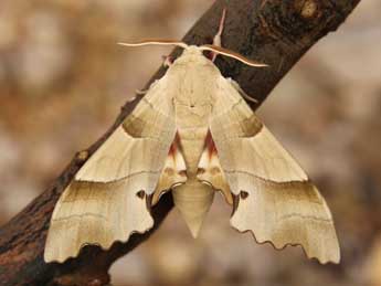 Marumba quercus D. & S. adulte - ©Lionel Taurand