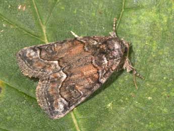 Bryophila ravula Hb. adulte - Philippe Mothiron