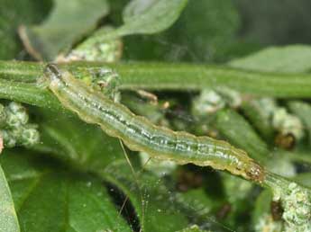  Chenille de Spoladea recurvalis F. - ©Philippe Mothiron