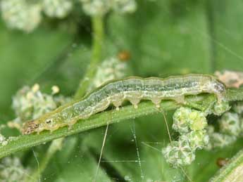  Chenille de Spoladea recurvalis F. - Philippe Mothiron