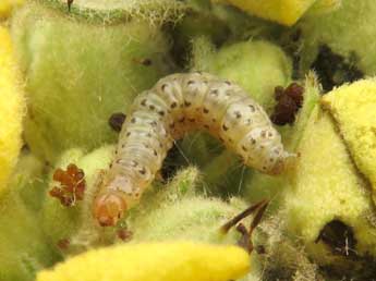  Chenille de Paracorsia repandalis D. & S. - Ruben Meert