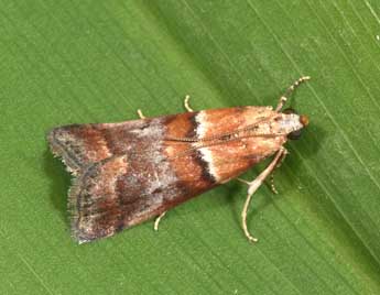 Acrobasis repandana F. adulte - ©Philippe Mothiron