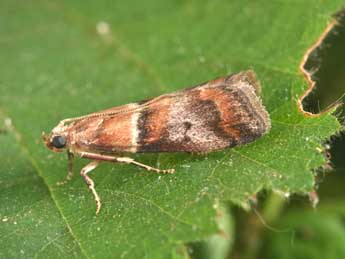 Acrobasis repandana F. adulte - Philippe Mothiron