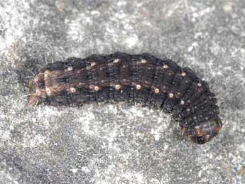  Chenille de Hoplodrina respersa D. & S. - ©Wolfgang Wagner, www.pyrgus.de