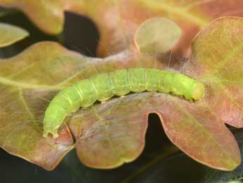  Chenille de Nycteola revayana Scop. - ©Philippe Mothiron